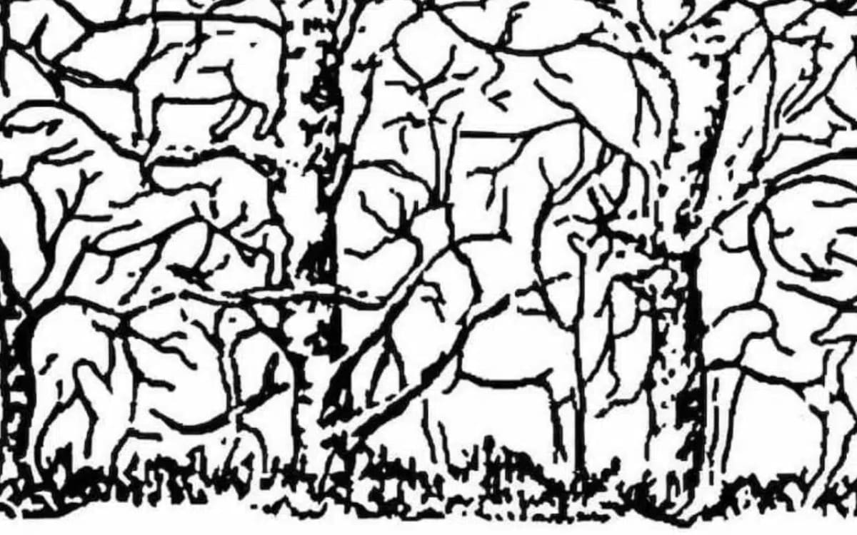 Bu Resimdeki Zürafayı Bulun: Sadece En Gözlemci Olanlar Başarıyor