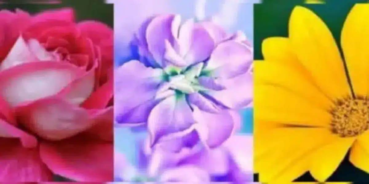 Favori çiçekleriniz kişiliğinizin gizli bir yönünü ortaya çıkarıyor